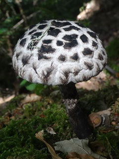 Strobilomyces strobilaceus (photo Ugo)