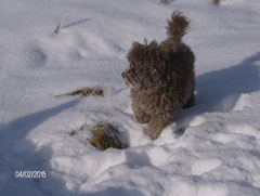 Trixi - geb. 01.07.2007