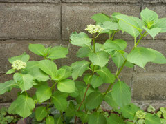 ✿庭の紫陽花 咲くのが楽しみです。5/17