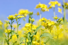 千葉県花　「菜の花」