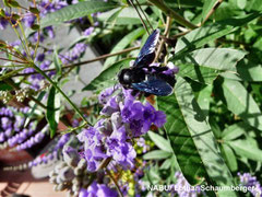 Holzbiene (Xylocopa violacea) auf Mönchspfeffer