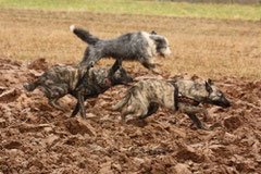 Filou, Amanda und Filou