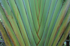 Ravenala madagascariensis