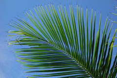 Cocos nucifera