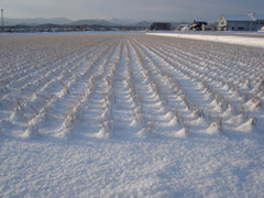 《雪の下で育つイ草》