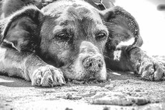 chien gris couché dans le sable d'une plage par coach canin 16 en charente