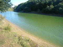Un cours d'eau pollué par les cyanobactéries ou algues bleues danger pour le chien par Coach canin 16 éducateur canin Angoulême