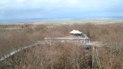 Blick auf Baumkronenpfad mit kahlen Bäumen