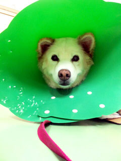 いったい今のわたしは、どういう状況?