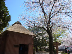 桜と武家屋敷