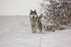 Vente photos et posters. Huskies chiens dogs traineaux hiver musher montagne Bb husky bébé sibériens