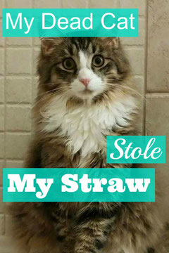 My Dead Cat Stole My Straw