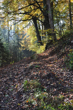 Der Odenwald bei Radheim