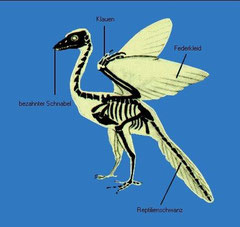 Archaeopteryx. 