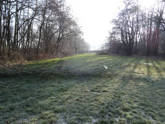 Waldrandarbeiten (Bild: D. Steinwarz)