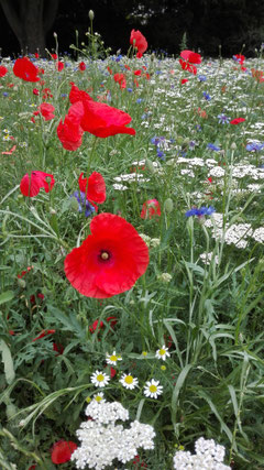 Noch dominieren einjährige Arten wie Mohn und Kornblume das Bild