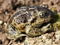 Männchen der Knoblauchkröte (Pelobates fuscus, Bild. K. Weddeling)