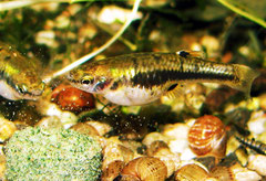 Heterandria formosa (Zwergkärpfling)