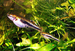 Heterandria formosa (Zwergkärpfling)