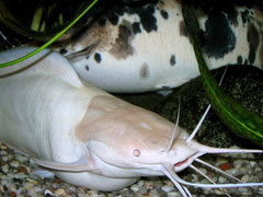 Clarias batrachus