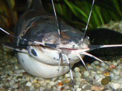 Froschwels (Clarias batrachus)