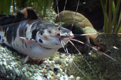 Froschwels (Clarias batrachus)