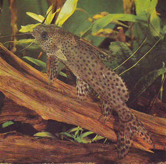 Synodontis nigrita