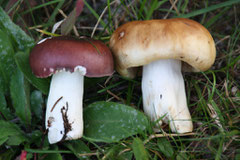 8.Täubling