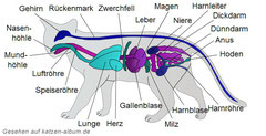 Anatomie der Hauskatze