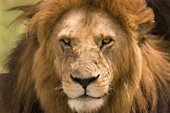 Lake Nakuru National Park - Lion