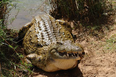 Samburu Reserve - Crocodile