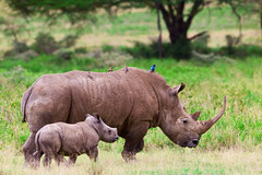 Aberdare National Park-Rhino