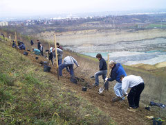 Aufpflanzung im Vielfaltshang Laubenheim