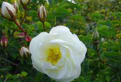 Rosa pimpinellifollia `Double Cream`