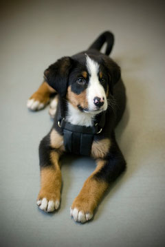 Hundewelpe Berner Sennenhund