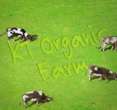 KT Organic Farm with cow