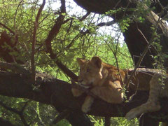 Löwe im Baum Lake Manyara Nationalpark