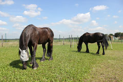 links: Oscar - rechts: Lewis