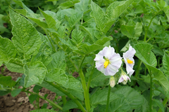 Frühkartoffel blühen