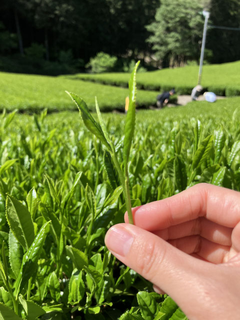 Fresh tea leaves ready for harvest