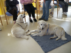 Wenn die Hunde kommen, blühen die Senioren auf. (Foto: H.G.)