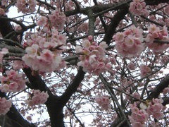 5分咲きの桜(名前は知らない)
