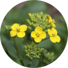 ターサイの花