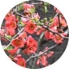 ボケの花