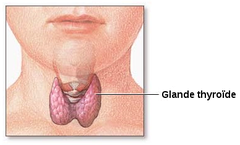 Glande thyroïde