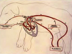 Figura 1