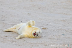 Dieses Lächeln brachte den kleinen Kerl unter die 40 Finalisten des "Nikon Comedy Wildlife Award 2024"