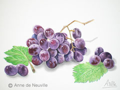 Raisins en grappe - Gouache - 80€