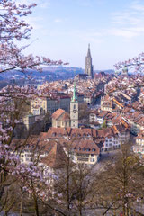 Kirschblüten in der Schweiz, Hanami, Kirschblüten in Bern, Blühende Kirschbäume