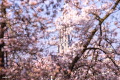 Kirschblüten in der Schweiz, Hanami, Kirschblüten in Bern, Blühende Kirschbäume